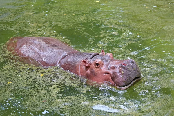 Een nijlpaard in vijver — Stockfoto