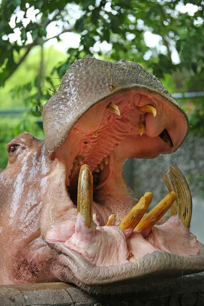 Una boca abierta hipopótamo — Foto de Stock
