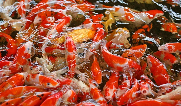 Koi pontyok hal japán úszás (Cyprinus carpio) gyönyörű színes háttér — Stock Fotó