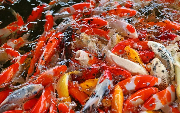 鯉魚日本水泳(Cyprinus carpio)美しい色の背景 — ストック写真