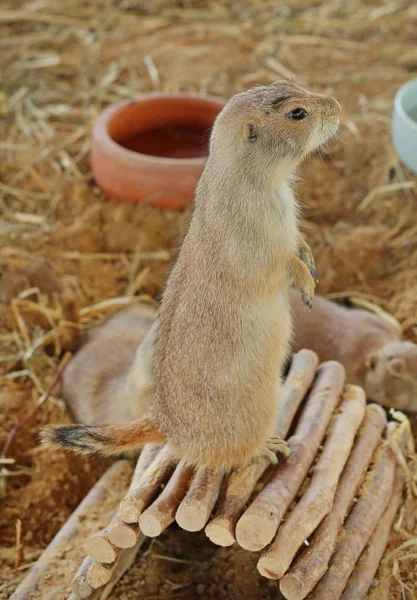 Perro de la pradera de cola negra (Cynomys ludovicianus ) — Foto de Stock