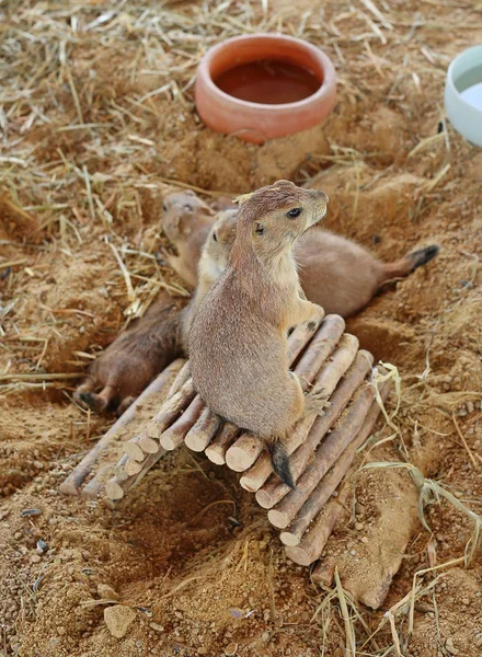 Cão da pradaria de cauda preta (Cynomys ludovicianus ) — Fotografia de Stock