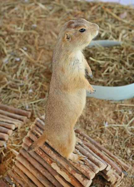 Perro de la pradera de cola negra (Cynomys ludovicianus ) — Foto de Stock