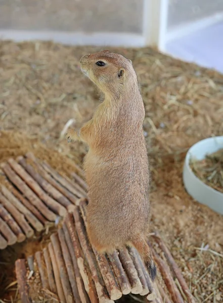 Perro de la pradera de cola negra (Cynomys ludovicianus ) — Foto de Stock