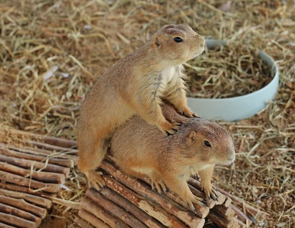 Perro de la pradera de cola negra (Cynomys ludovicianus ) — Foto de Stock