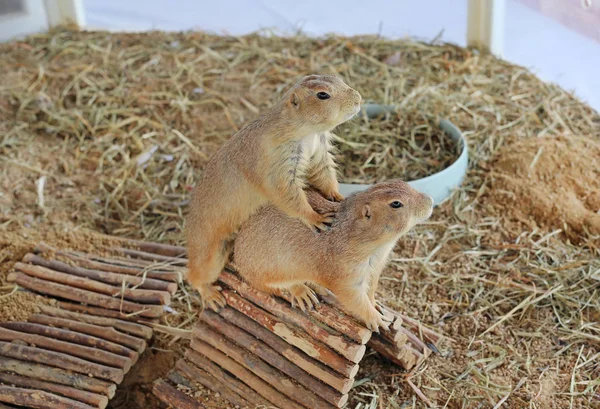 Perro de la pradera de cola negra (Cynomys ludovicianus ) — Foto de Stock