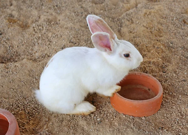 Weißer Hase, Hase im Stroh — Stockfoto