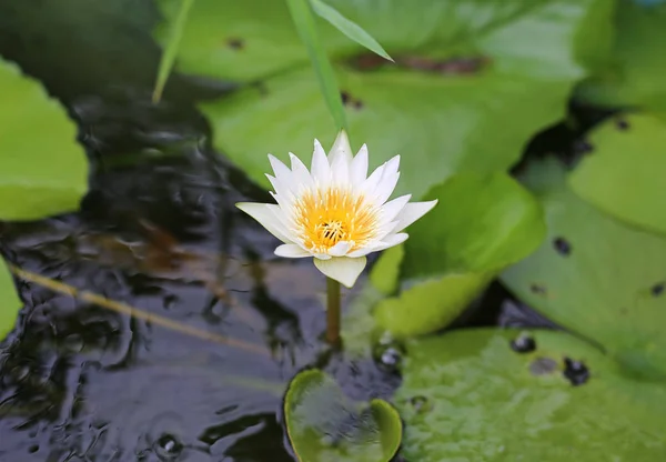 La flor hermosa flor de loto blanco —  Fotos de Stock