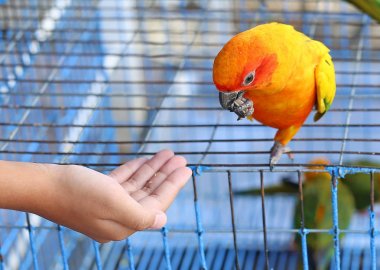 Hand feeding a Parrot clipart