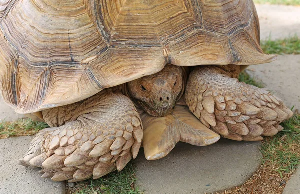 A single tortoise recoiling into his shell — Stock Photo, Image