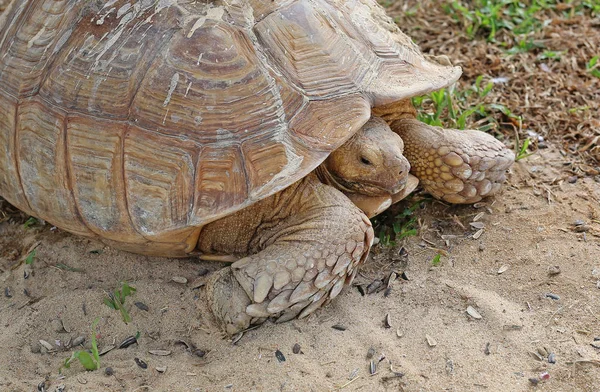 Uma única tartaruga a recuar na sua concha — Fotografia de Stock
