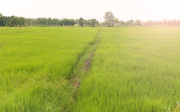 Campo de arroz verde al amanecer —  Fotos de Stock