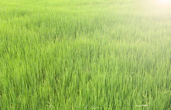 Grünes Reisfeld bei Sonnenaufgang — Stockfoto