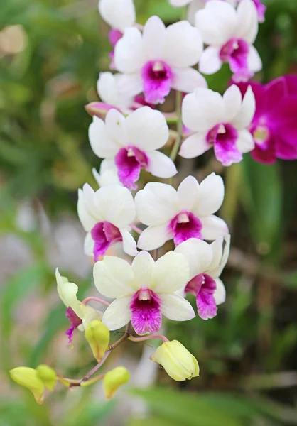 Ramo de flores rosadas orquídeas — Foto de Stock