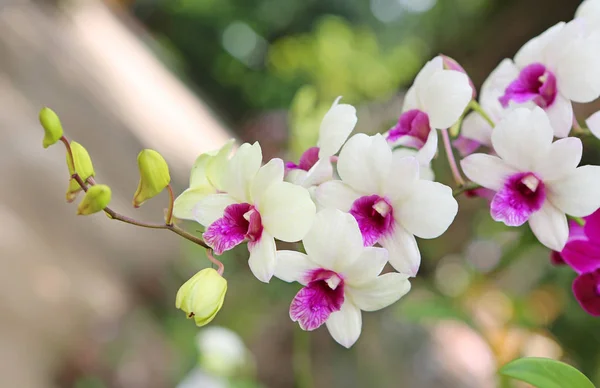 Buquê de flores rosa orquídeas — Fotografia de Stock