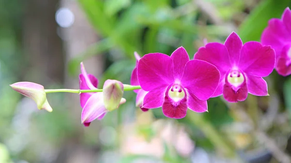 Bouquet d'orchidées roses — Photo