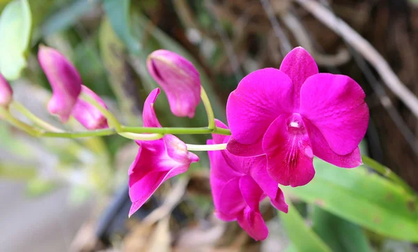 Kytice z růžové květy orchideje — Stock fotografie