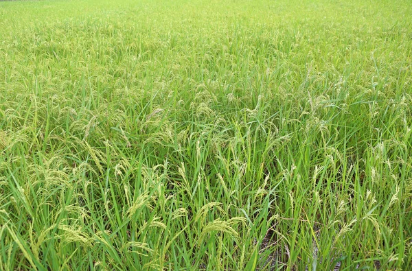 Grünes Reisfeld bei Sonnenaufgang — Stockfoto