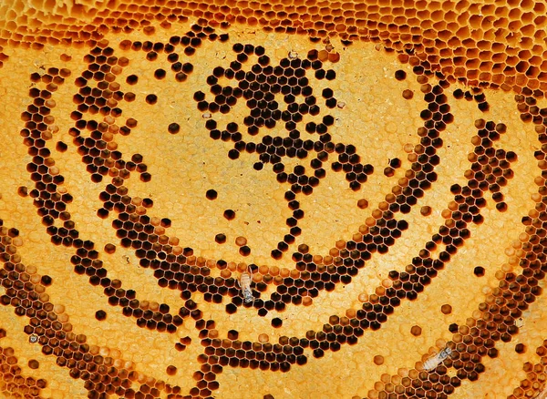 Um favo de mel de perto — Fotografia de Stock