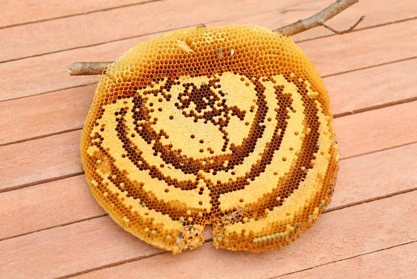 Honeycomb som närbild på en planka, ovanifrån — Stockfoto