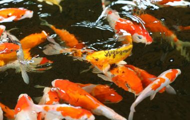 Birlikte yemek için rekabet kalabalık Koi carps