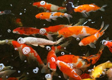 Birlikte yemek için rekabet kalabalık Koi carps