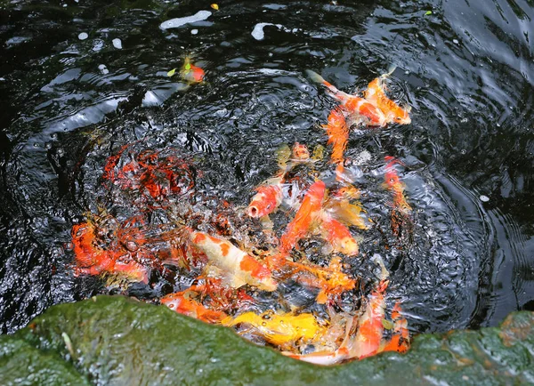 Colorful fancy carp fish in pond, koi fish feeding food