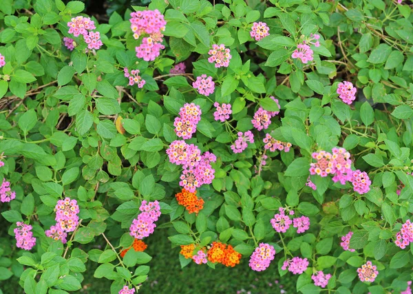 A Natural colorful flower — Stock Photo, Image