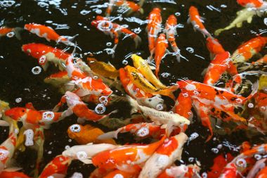 Birlikte yemek için rekabet kalabalık Koi carps