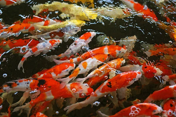 锦鲤拥挤在一起争夺食物 — 图库照片