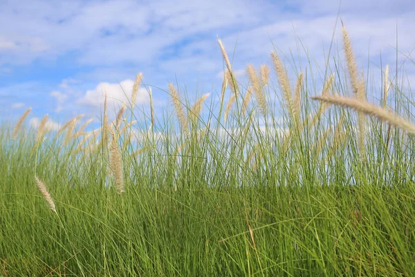 Grass field with cloud sky — Stock Photo, Image