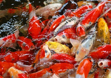 Birlikte yemek için rekabet kalabalık Koi carps