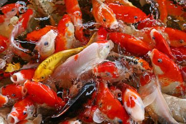 Birlikte yemek için rekabet kalabalık Koi carps