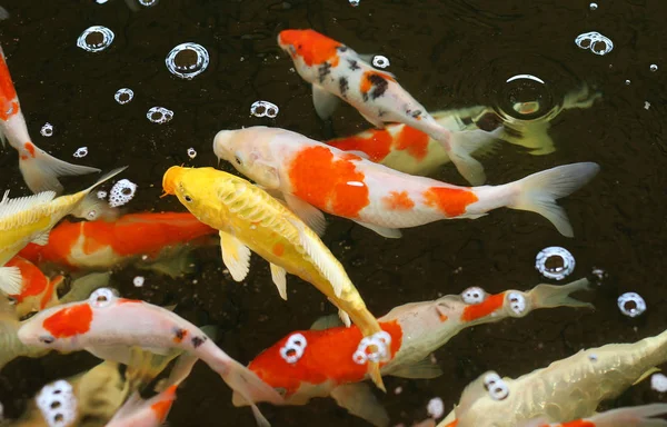 Birlikte yemek için rekabet kalabalık Koi carps