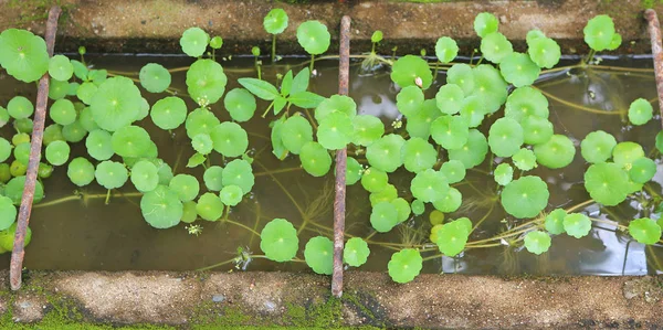 Pennywort asiática, Gotu kola, India pennywort, fondo de hoja verde — Foto de Stock