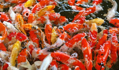 Koi balık gölet üzerinde yüzmek