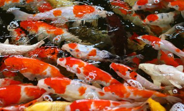 Koi balık gölet üzerinde yüzmek