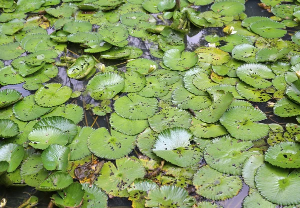 Green lotus flower leaves sitting in pond — Stock Photo, Image