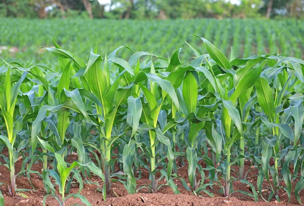 Vista del campo de maíz en día de verano —  Fotos de Stock