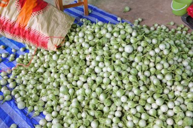 Grup birçok patlıcan, yeşil patlıcan arka plan