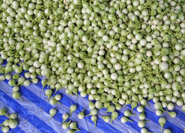 Grup birçok patlıcan, yeşil patlıcan arka plan