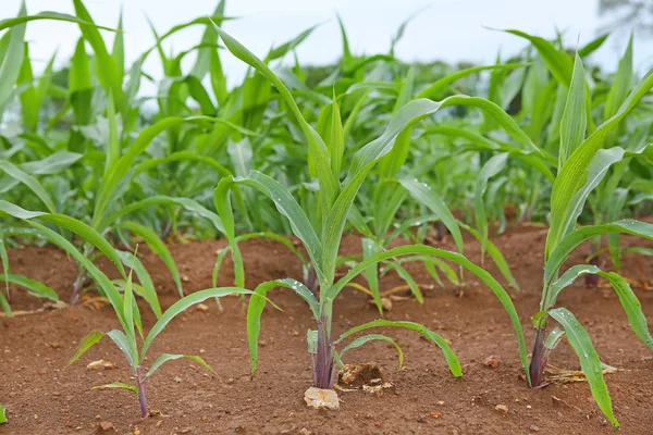 Vista del campo de maíz en día de verano —  Fotos de Stock