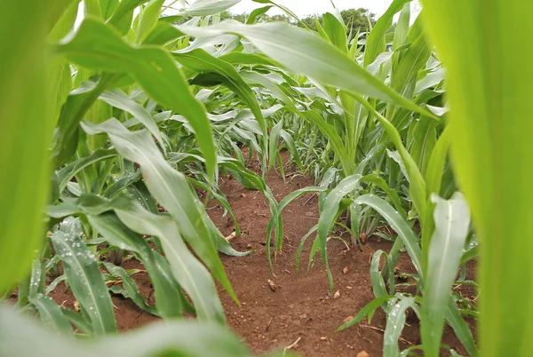 Widok pola kukurydzy w letni dzień — Zdjęcie stockowe