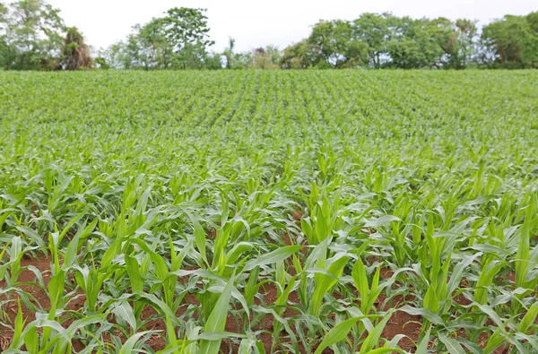 View of corn field in summer day — Stock Photo, Image