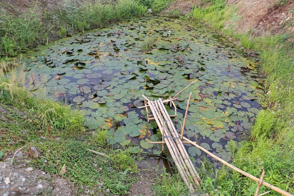 Lagoa de lótus e velha pequena ponte de madeira de bambu — Fotografia de Stock