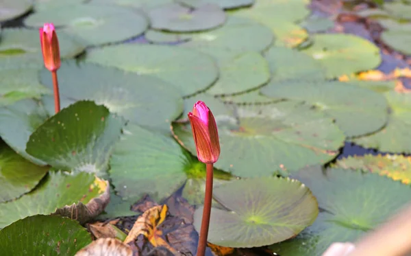 Piękny kwiat lotosu Bud w wodzie — Zdjęcie stockowe