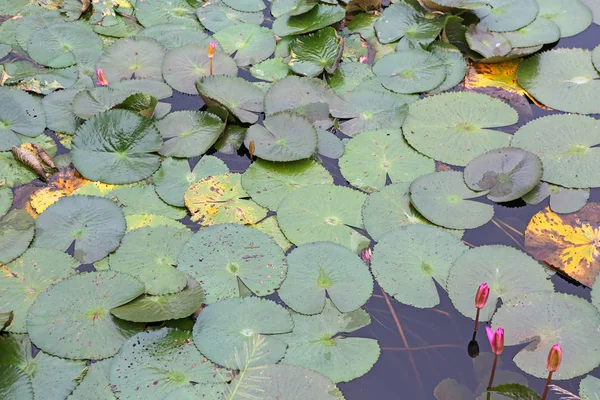El estanque de loto. Hay un montón de hojas de loto —  Fotos de Stock