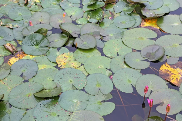 Den Lotusteich. es gibt viele Lotusblätter — Stockfoto