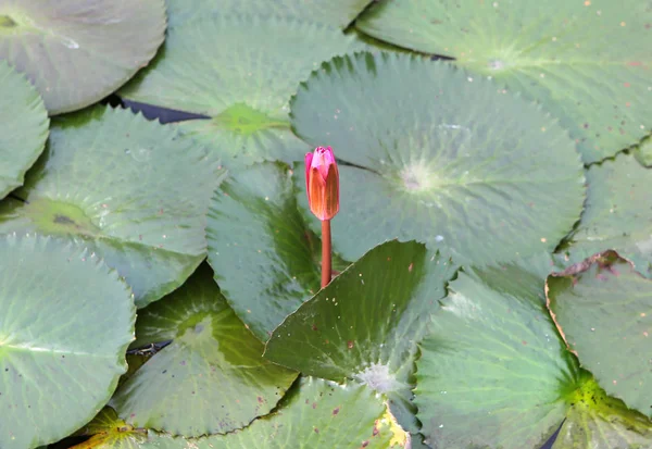 在水中的美丽芽莲花 — 图库照片