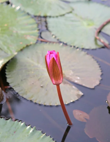 Bellissimo fiore di loto Bud in acqua — Foto Stock